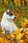 sitzender Jack Russell Terrier in Herbstlaub