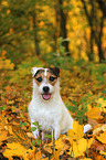 sitzender Jack Russell Terrier im Herbstlaub