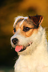 Jack Russell Terrier Portrait im Abendlicht