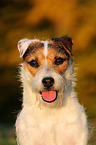 Jack Russell Terrier Portrait im Abendlicht