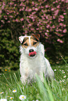 stehender Jack Russell Terrier