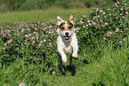 rennender Jack Russell Terrier