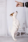 Jack Russell Terrier Welpe macht Mnnchen