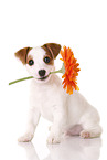 Jack Russell Terrier Welpe mit Blume