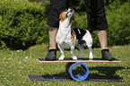 Jack Russell Terrier beim Balancieren