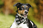 Jack Russell Terrier Portrait