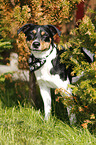 Jack Russell Terrier