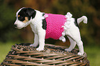 Jack Russell Terrier Welpe im Grnen