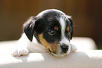 Jack Russell Terrier Welpe im Grnen