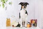 Jack Russell Terrier mit Futter