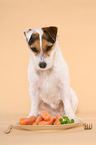 Jack Russell Terrier mit Karotten