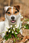 liegender Jack Russell Terrier