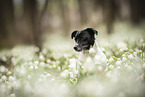 Jack Russell Terrier Hndin