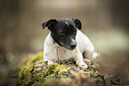 Jack Russell Terrier Hndin