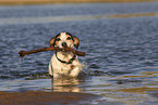 Jack Russell Terrier im Wasser