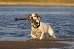 Jack Russell Terrier im Wasser