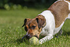 Jack Russell Terrier im Sommer
