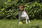 Jack Russell Terrier im Sommer