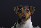 Jack Russell Terrier im Studio