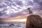 Jack Russell Terrier am Strand