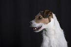 Jack Russell Terrier Portrait