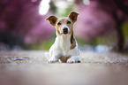 Jack Russell Terrier vor Kirschblten