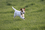 Jack Russell Terrier