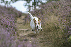 Jack Russell Terrier