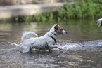 Jack Russell Terrier