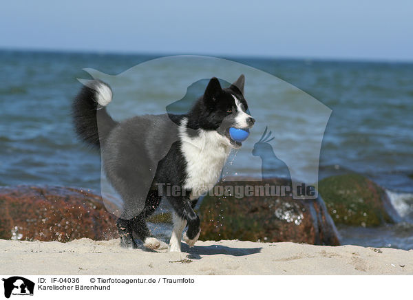 Karelischer Brenhund / Karelian Bear Dog / IF-04036