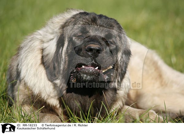 RR18233 Kaukasischer Schäferhund / caucasian owtscharka Bilder Fotos