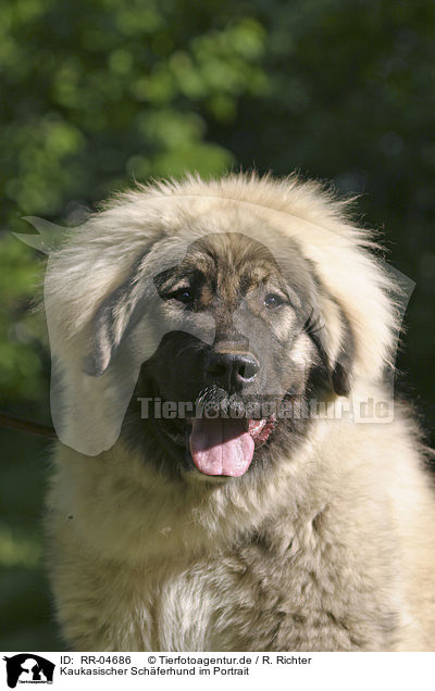 Kaukasischer Schferhund im Portrait / RR-04686