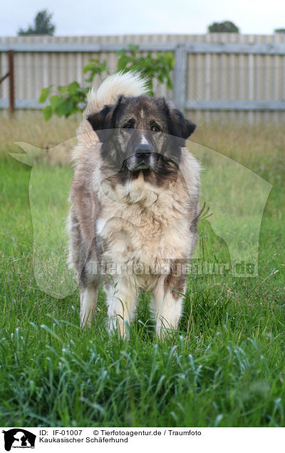 Kaukasischer Schferhund / IF-01007