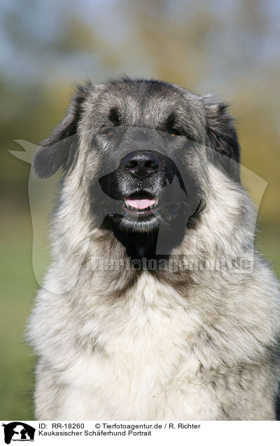 Kaukasischer Schferhund Portrait / RR-18260