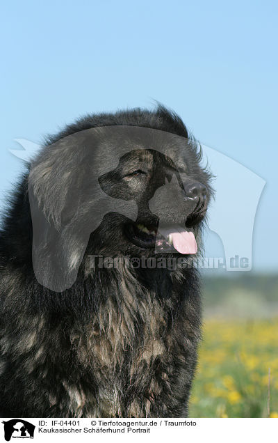 Kaukasischer Schferhund Portrait / IF-04401