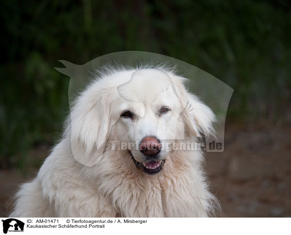 Kaukasischer Schferhund Portrait / AM-01471