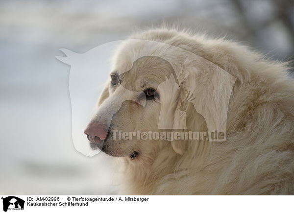 Kaukasischer Schferhund / AM-02996