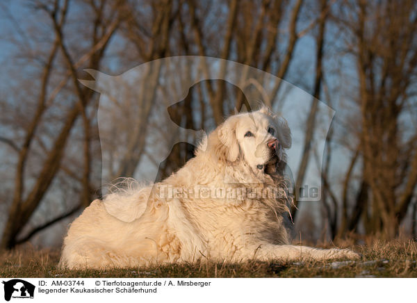 liegender Kaukasischer Schferhund / AM-03744