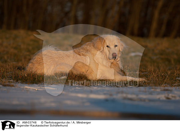 liegender Kaukasischer Schferhund / AM-03748