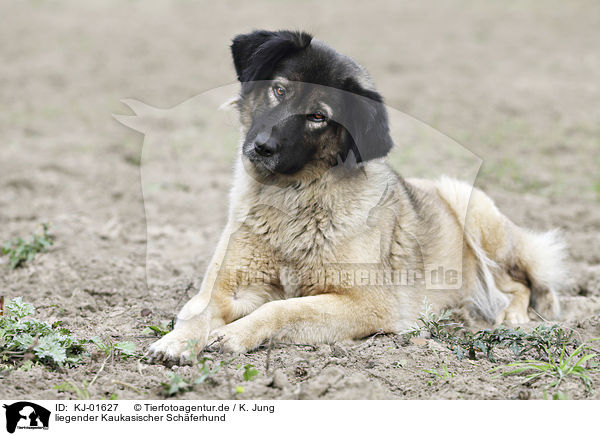 liegender Kaukasischer Schferhund / KJ-01627