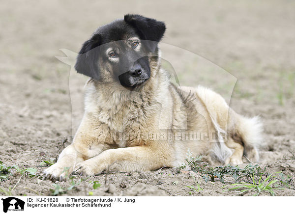 liegender Kaukasischer Schferhund / KJ-01628