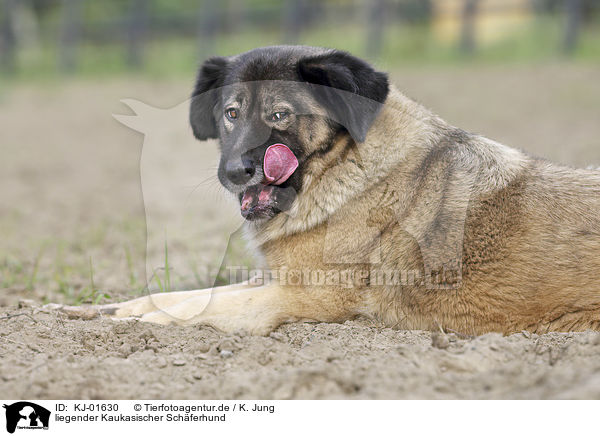 liegender Kaukasischer Schferhund / lying Caucasian Shepherd Dog / KJ-01630