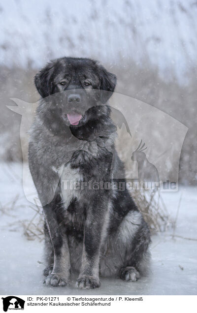 sitzender Kaukasischer Schferhund / sitting Caucasian Shepherd Dog / PK-01271