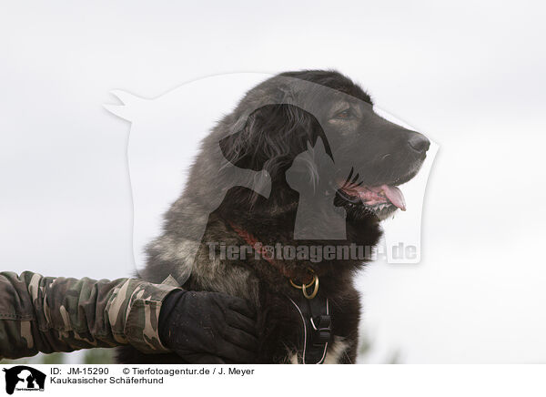 Kaukasischer Schferhund / JM-15290