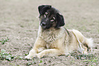 liegender Kaukasischer Schferhund