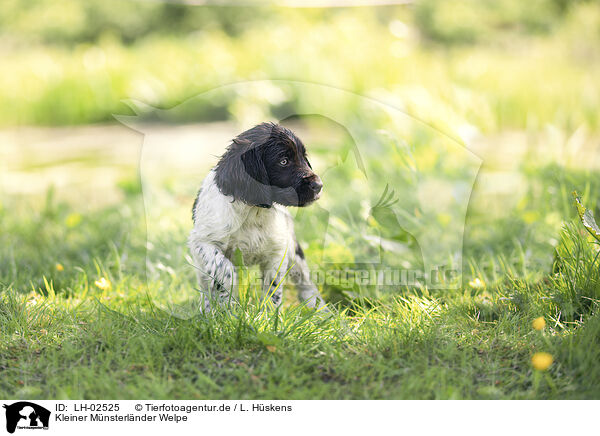 Kleiner Mnsterlnder Welpe / small munsterlander puppy / LH-02525