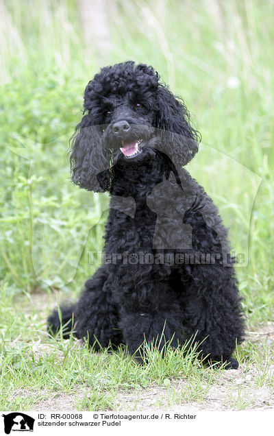 sitzender schwarzer Pudel / sitting black poodle / RR-00068