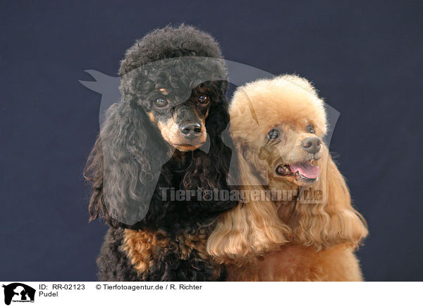 Pudel / Poodle Portraits / RR-02123