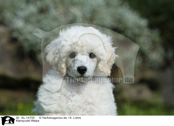 Kleinpudel Welpe / Standard Poodle Puppy / KL-14755