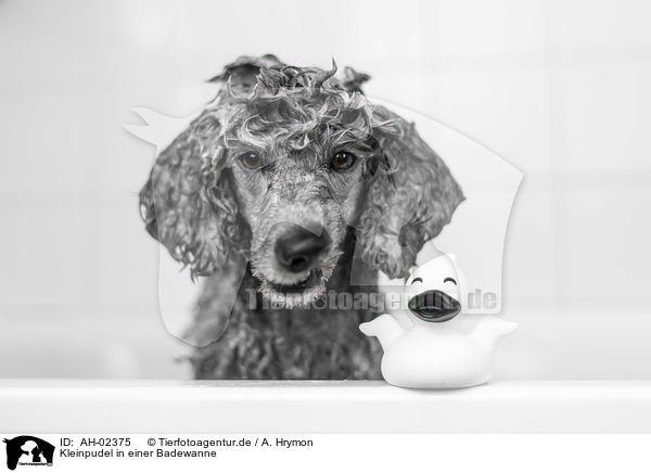 Kleinpudel in einer Badewanne / Standard Poodle in a bathtub / AH-02375